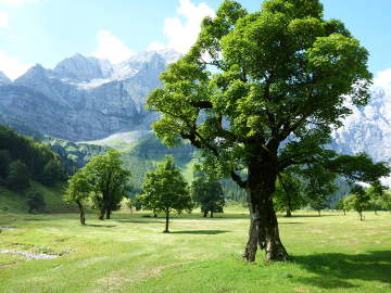 The Eng Valley with Maple Trees