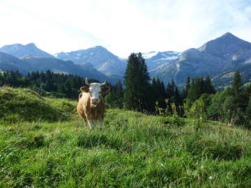 From Launen beautiful view to the Wildhorn